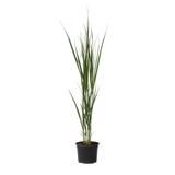 Panicum Northwind thumbnail
