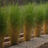 Panicum Northwind thumbnail