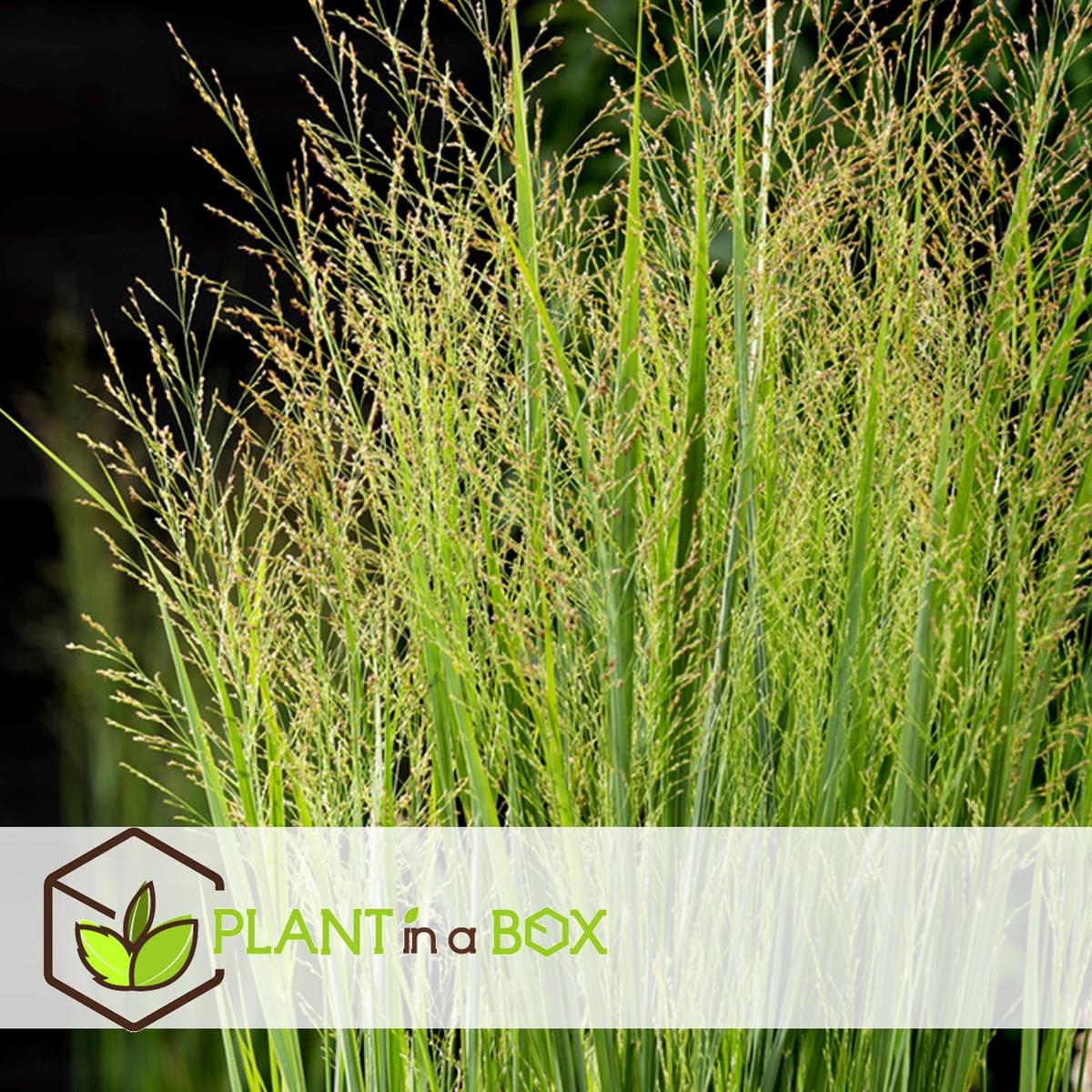 Panicum Northwind thumbnail