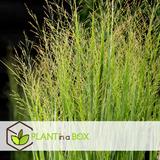 Panicum Northwind thumbnail