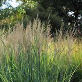Panicum Northwind thumbnail