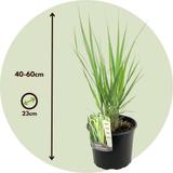 Panicum Northwind thumbnail
