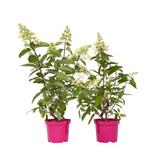 XL Hydrangea Paniculata Pinky Winky - lot de 2 thumbnail