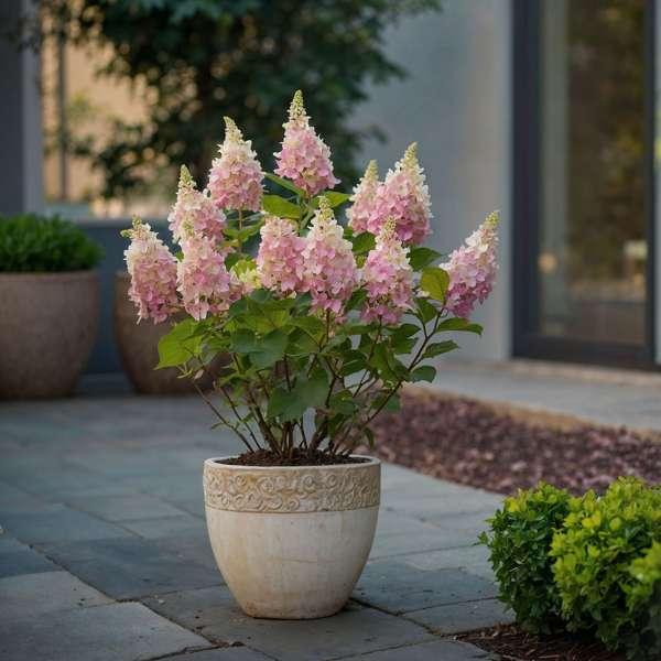 XL Hydrangea Paniculata Pinky Winky - lot de 2 thumbnail
