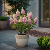 XL Hydrangea Paniculata Pinky Winky - lot de 2 thumbnail