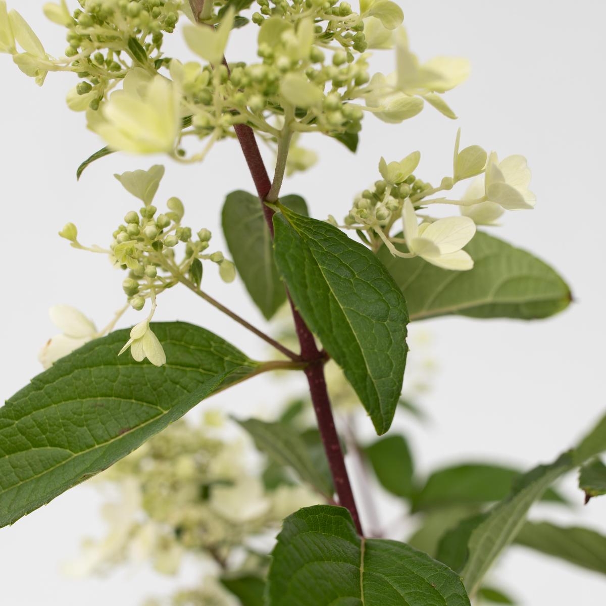 XL Hydrangea Paniculata Pinky Winky - lot de 2 thumbnail