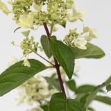 XL Hydrangea Paniculata Pinky Winky - lot de 2 thumbnail