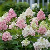 XL Hydrangea Paniculata Pinky Winky - lot de 2 thumbnail