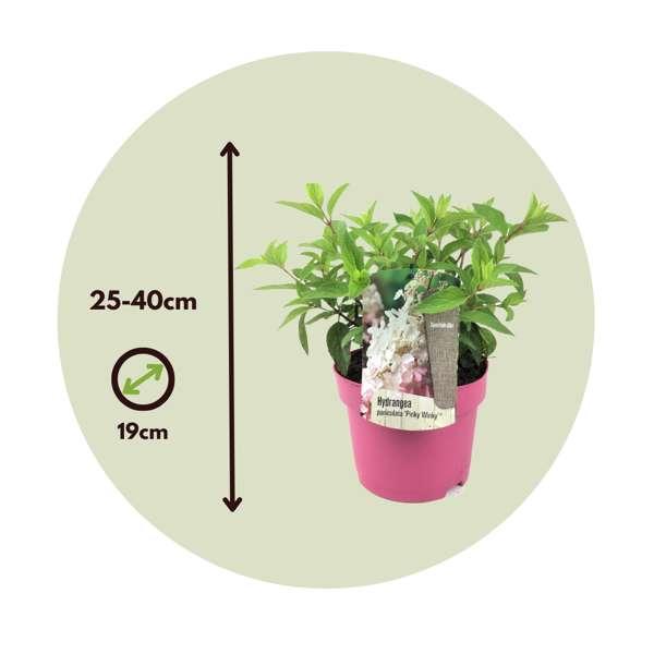 XL Hydrangea Paniculata Pinky Winky - lot de 2 thumbnail