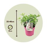 XL Hydrangea Paniculata Pinky Winky - lot de 2 thumbnail
