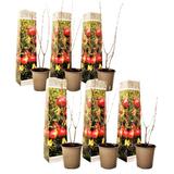 Punica Granatum 'granaatappel' - lot de 6 thumbnail