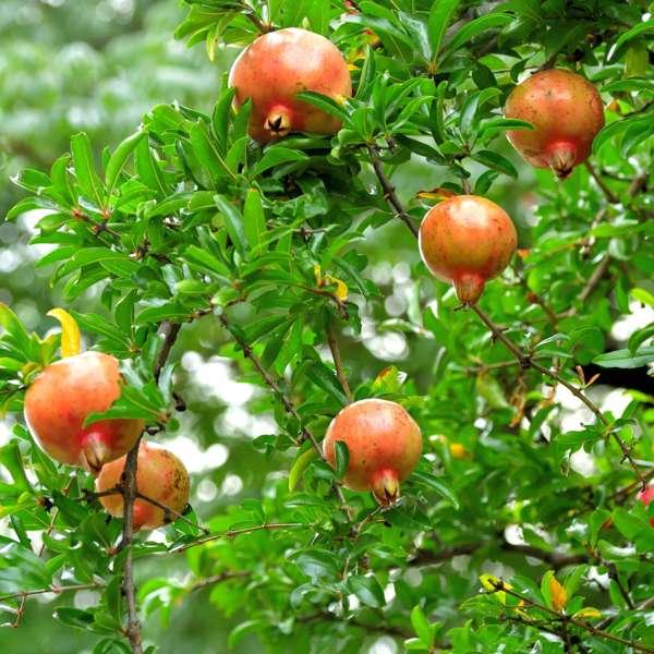 Punica Granatum 'granaatappel' - lot de 6 thumbnail