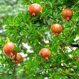 Punica Granatum 'granaatappel' - lot de 6 thumbnail