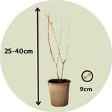 Punica Granatum 'granaatappel' - lot de 6 thumbnail