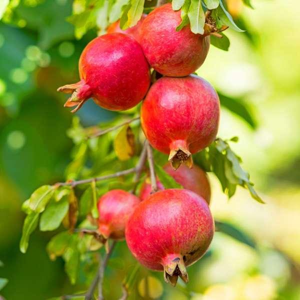 Punica Granatum 'granaatappel' - lot de 6 thumbnail