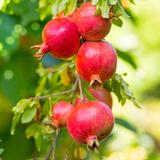 Punica Granatum 'granaatappel' - lot de 6 thumbnail