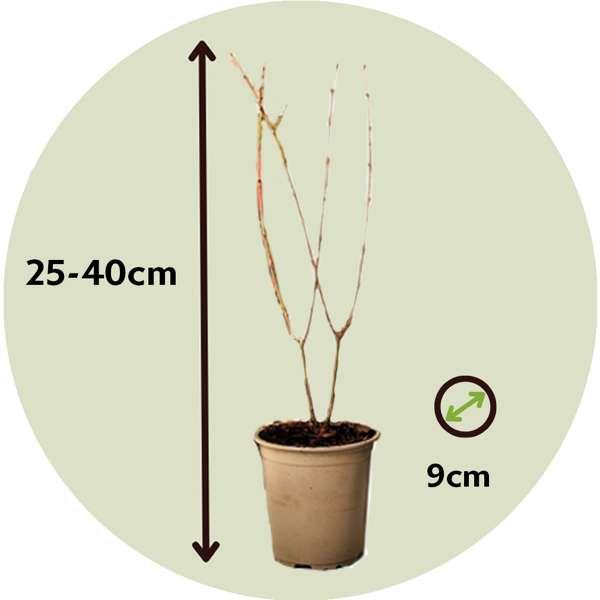 Punica Granatum 'granaatappel' - lot de 6 thumbnail
