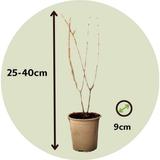 Punica Granatum 'granaatappel' - lot de 6 thumbnail