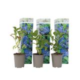 Hydrangea Macrophylla bleu - lot de 3 thumbnail