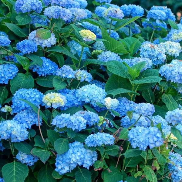 Hydrangea Macrophylla bleu - lot de 3 thumbnail