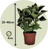 Hydrangea Macrophylla bleu - lot de 3 thumbnail