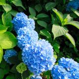 Hydrangea Macrophylla bleu - lot de 3 thumbnail