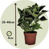 Hydrangea Macrophylla bleu - lot de 3 thumbnail