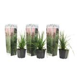 Herbe de la pampa 'Cortaderia' rose - lot de 3 thumbnail