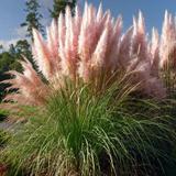 Herbe de la pampa 'Cortaderia' rose - lot de 3 thumbnail