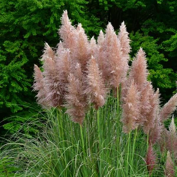 Herbe de la pampa 'Cortaderia' rose - lot de 3 thumbnail