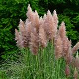 Herbe de la pampa 'Cortaderia' rose - lot de 3 thumbnail