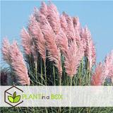 Herbe de la pampa 'Cortaderia' rose - lot de 3 thumbnail