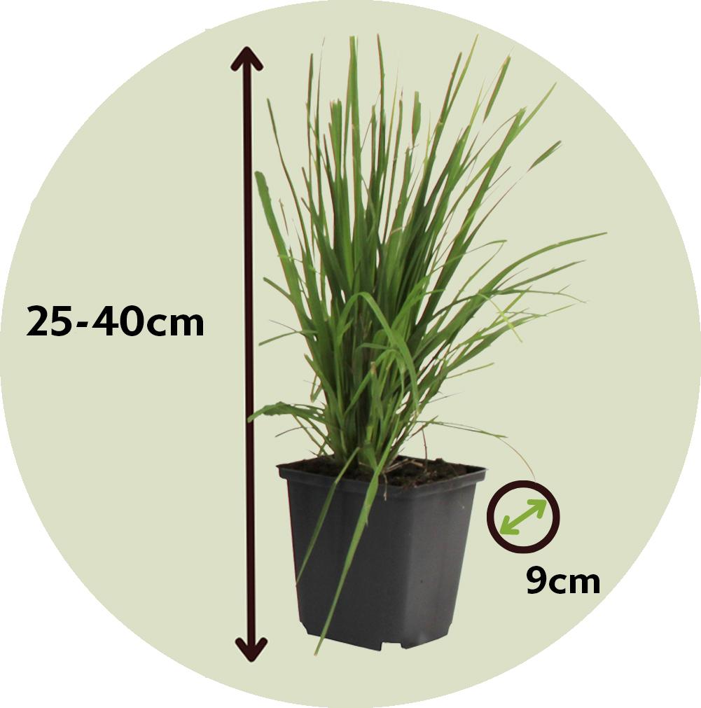 Herbe de la pampa 'Cortaderia' rose - lot de 3 thumbnail
