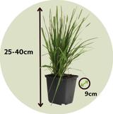 Herbe de la pampa 'Cortaderia' rose - lot de 3 thumbnail