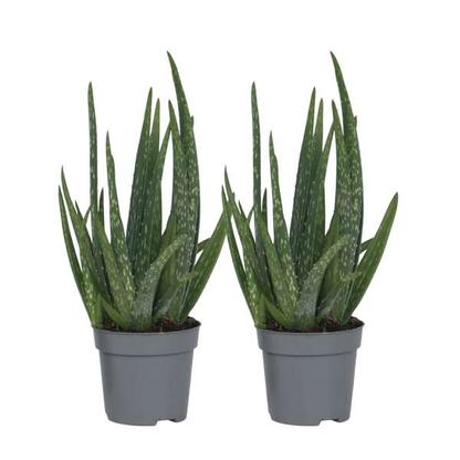Aloë Vera - lot de 2