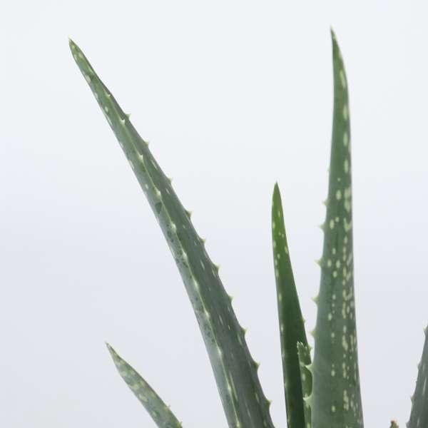 Aloë Vera - lot de 2 thumbnail