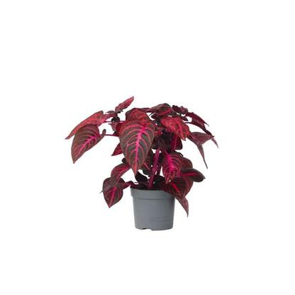 Iresine Herbstii 'Rich Red Star' (rouge)
