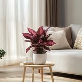Iresine Herbstii 'Rich Red Star' (rouge) thumbnail