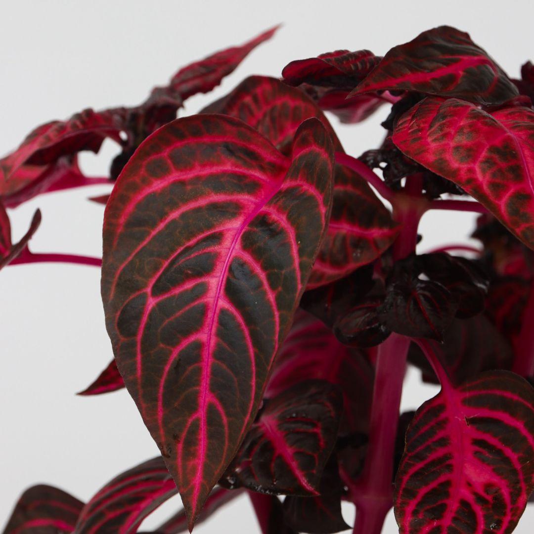 Iresine Herbstii 'Rich Red Star' (rouge) thumbnail