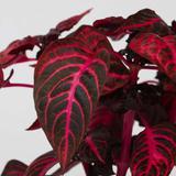 Iresine Herbstii 'Rich Red Star' (rouge) thumbnail