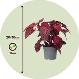 Iresine Herbstii 'Rich Red Star' (rouge) thumbnail