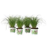 Cyperus Catgrass - lot de 4 thumbnail
