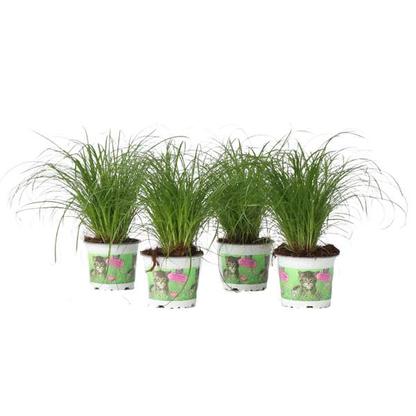 Cyperus Catgrass - lot de 4