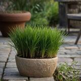 Cyperus Catgrass - lot de 4 thumbnail