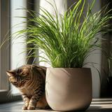 Cyperus Catgrass - lot de 4 thumbnail