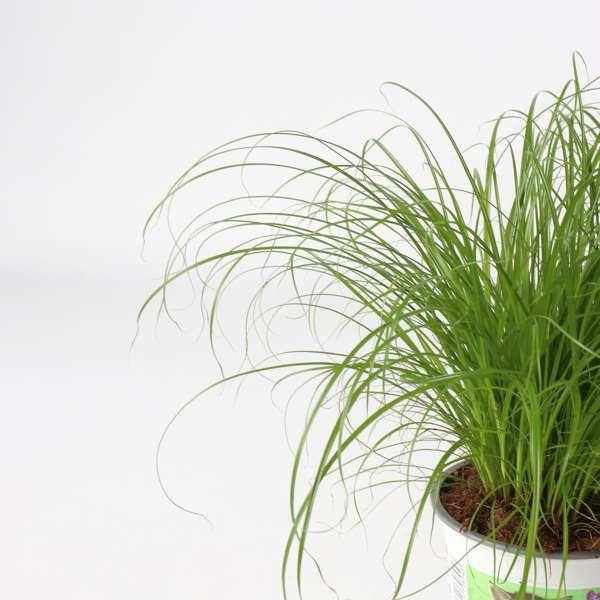 Cyperus Catgrass - lot de 4 thumbnail
