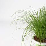Cyperus Catgrass - lot de 4 thumbnail