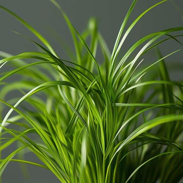 Cyperus Catgrass - lot de 4 thumbnail