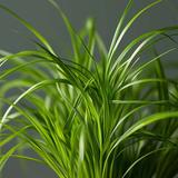 Cyperus Catgrass - lot de 4 thumbnail