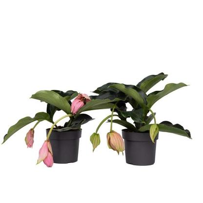 Medinilla Magnifica Pinatubo - lot de 2